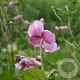 Anemone hyb. 'Richard Ahrens' GM P9