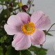 Anemone hyb. 'Richard Ahrens' GM P9