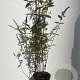 Buddleja d. 'Empire Blue' 80-100 cm 7,5L
