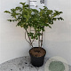 Rosa rugosa 'Alba' 60-80 cm 5,0L