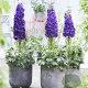 Delphinium Black Velvet GM  P11
