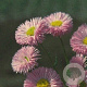 Erigeron 'Rosa Juwel' GM P9