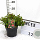 Escallonia 'Red Dream' 20-25 cm 3,0L