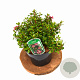 Escallonia 'Red Dream' 20-25 cm 3,0L