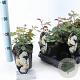Rosa (F) Wedding Rose 10-15 cm C1.5