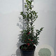 Ilex meserv. 'Blue Princess' 60-80 cm 7,5L