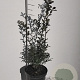 Ilex meserv. 'Blue Princess' 60-80 cm 7,5L