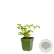 Petroselinum crispum GM  P11