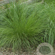 Sporobolus heterolepis GM P9