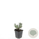 Lavandula ang. 'Arctic Snow' GM P9