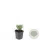 Lavandula ang. 'Arctic Snow' GM P9
