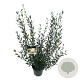Phillyrea angustifolia 60-80 cm 6L