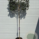 Elaeagnus ebbingei 4-6 HO 30L lei 120x100