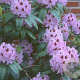 Rhododendron 'Blue Peter' 80-100 cm cont. 80L