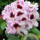 Rhododendron 'Pinguin' 60-70 cm 20L