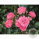 Rosa (PA) 'Lovely Fairy' 10-15 cm C1.5