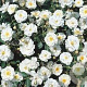 Rosa (H) Schneekönigin 15-20 cm 2,0L