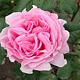 Rosa (PA) 'Princesse Claire of Belgium' 10-15 cm C1.5