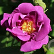 Rosa 'Rhapsody in Blue' 10-15 cm C1.5