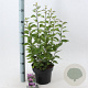 Syringa v. 'Prince Wolkonsky' 40-50 cm 5,0L