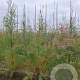 Tamarix ramosissima 'Pink Cascade' 30-40 cm 3,0L