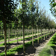 Acer campestre 10-12 HO draadkluit