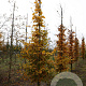 Carpinus betulus 12-14 HO draadkluit geveerd