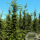 Carpinus betulus 14-16 HO draadkluit geveerd