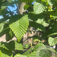 Carpinus bet. 'Lucas' 12-14 HO container