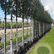Carpinus bet. 'Lucas' 12-14 HO container
