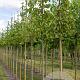 Corylus colurna 12-14 HO draadkluit