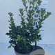 Ilex meserv. Heckenfee 50-60 cm 7,5L