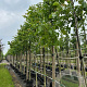 Juglans regia 10-12 HO container
