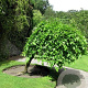 Morus alba 'Pendula' 10-12 HO container 225 cm stam