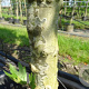 Platanus hispanica 12-14 HO container