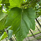Platanus hispanica 12-14 HO container