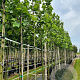 Platanus hispanica 12-14 HO container
