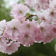 Prunus accolade 14-16 HO container