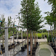 Prunus a. 'Plena' 12-14 HO container