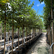 Prunus a. 'Plena' 12-14 HO container