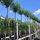 Prunus eminens 'Umbraculifera' 10-12 HO container 225 cm stam