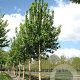 Prunus padus 'Tiefurt' 12-14 HO container