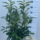 Prunus l. Genolia 80-100 cm 7,5L