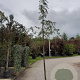 Sorbus aucuparia 8-10 HO container