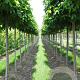 Tilia mongolica 'Buda' 10-12 HO container