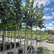 Tilia tomentosa 'Brabant' 14-16 HO container
