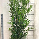Prunus l. 'Caucasica' 175-200 cm 15L