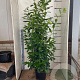 Prunus l. 'Novita' 175-200 cm 15L