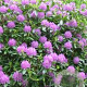Rhododendron 'Catawb. Boursault' 70-80 cm 15L