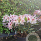 Rhododendron 'Cosmopolitan' 50-60 cm 7,5L